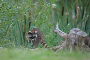 Szop pracz, szop amerykański, (Procyon lotor), raccoon © Bartosz Rakoczy