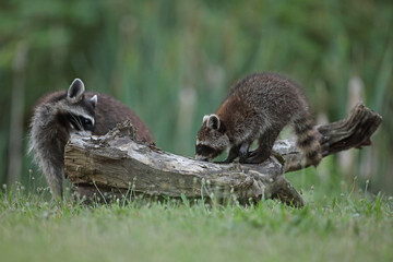Szop pracz, szop amerykański, (Procyon lotor), raccoon © Bartosz Rakoczy
