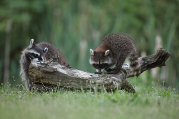 Szop pracz, szop amerykański, (Procyon lotor), raccoon © Bartosz Rakoczy
