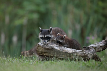 Szop pracz, szop amerykański, (Procyon lotor), raccoon © Bartosz Rakoczy