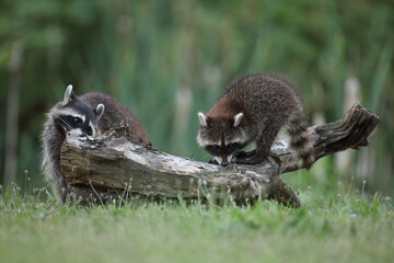 Szop pracz, szop amerykański, (Procyon lotor), raccoon © Bartosz Rakoczy