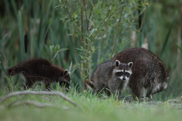 Szop pracz, szop amerykański, (Procyon lotor), raccoon © Bartosz Rakoczy