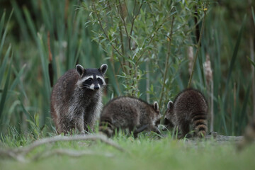 Szop pracz, szop amerykański, (Procyon lotor), raccoon © Bartosz Rakoczy