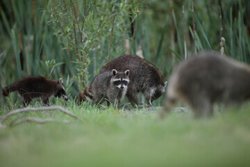 Szop pracz, szop amerykański, (Procyon lotor), raccoon © Bartosz Rakoczy