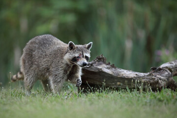 Szop pracz, szop amerykański, (Procyon lotor), raccoon © Bartosz Rakoczy