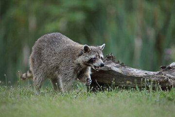 Szop pracz, szop amerykański, (Procyon lotor), raccoon © Bartosz Rakoczy