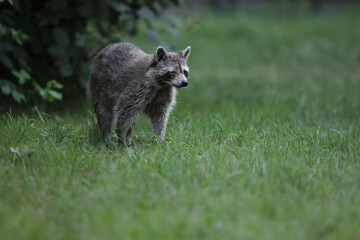 Szop pracz, szop amerykański, (Procyon lotor), raccoon © Bartosz Rakoczy