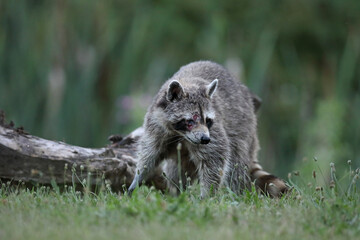 Szop pracz, szop amerykański, (Procyon lotor), raccoon © Bartosz Rakoczy