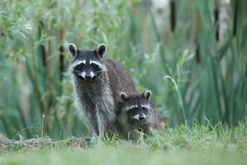 Szop pracz, szop amerykański, (Procyon lotor), raccoon