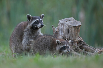 Szop pracz, szop amerykański, (Procyon lotor), raccoon © Bartosz Rakoczy