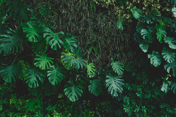 Group background of dark green tropical leaves ( monstera, palm, coconut leaf, fern, palm leaf,bananaleaf) Panorama background. concept of nature