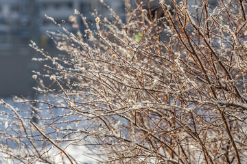 The branches of bushes with snow in winter
