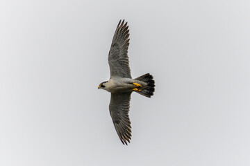Peregrine falcon in flight with spread wings wide open