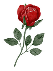 Obraz premium red roses with green leaves and bud, watercolor illustration set in botanical realistic style. Illustration for floristry, wedding decor, greeting card