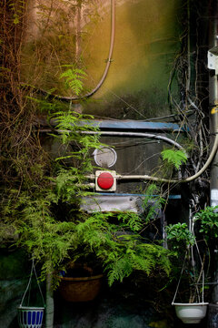Green plants with hanging pots against a wall with a red button and electrical wires. Tokyo, Japan