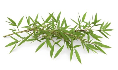 Fototapeta premium Fresh bamboo branch, isolated, white background, nature, design element