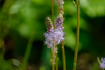 緑の中に咲く繊細な紫の花