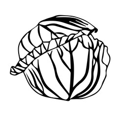 Head of white cabbage or Brussels sprouts, or iceberg lettuce. Fresh vegetable with juicy leaves in doodle style. Vector illustration isolated on white background.