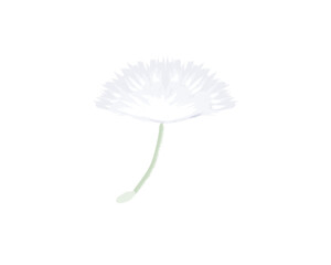 たんぽぽの綿毛