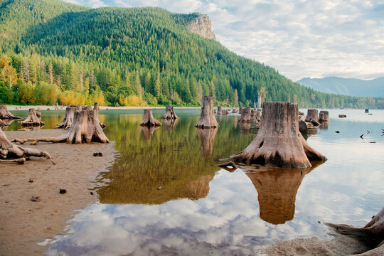 Majestic landscape of a serene lake with tree stumps and lush forested mountains. Rattlesnake Lake, Puget Sound, WA, USA