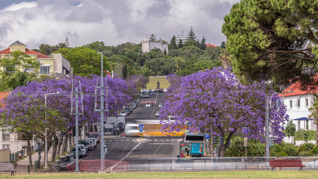 Beautiful Blue Jacaranda blooming in Lisbon street with monument in Jardim Ducla Soares timelapse. Portugal