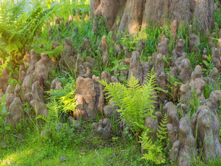 Close-up of swamp cypress knees and young fern fronds, Taxodium distichum, baldcypress, swamp cypress. Ecology and interrelationships of the plant world in the natural environment. © myschka79