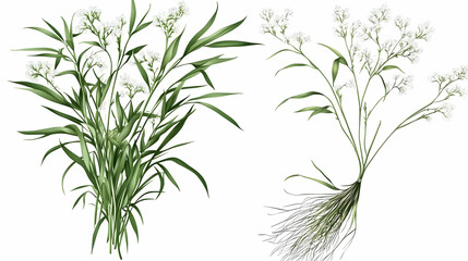 Delicate wildflowers, botanical illustration, nature's beauty, perfect for wallpapers or nature-themed projects