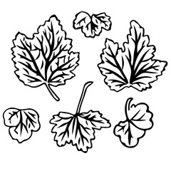 Currant leaf in doodle style. Vector illustration isolated on white background.