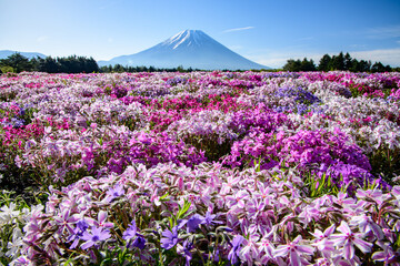 本栖ハイランドから富士山と芝桜