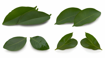 Fototapeta premium Fresh green leaves, isolated, various angles, showing textures, for nature or food background, ideal for botanical or healthy product imagery