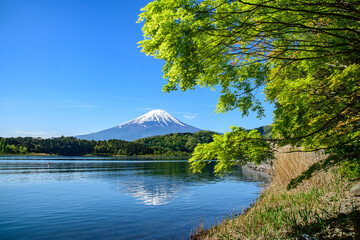 河口湖から富士山と新緑