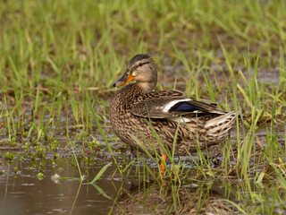 A female Mallard standing in shallow water amongst grass