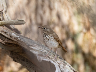 A Hermit Thrush perched up on a small branch in woodland