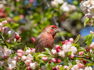 A bright male House Finch perched amongst spring crabapple flowers