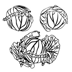 Large set of cabbage heads. Doodle style. Vector illustration isolated on white background.