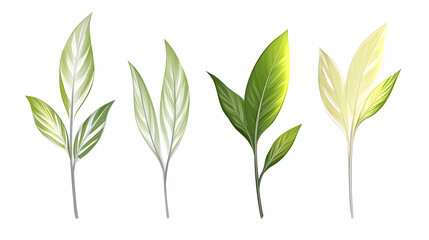 Obraz premium Set of stylized tea leaves, various shades of green and cream, isolated on white background, for design elements