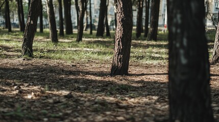 Obraz premium Sun-Dappled Forest Floor: A Tranquil Scene of Pine Trees