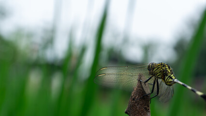 Close-Up of a Dragonfly Perched on a Twig with Green Background