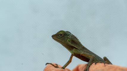Close-Up of a Green Lizard Perching on a Ledge Facing a Neutral Background