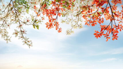 Fototapeta premium Bright floral branches with red and white flowers against blue sky