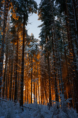 Forest in winter