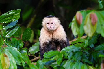 The Colombian white-faced capuchin, Cebus capucinus, or white-headed capuchin