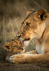 Obraz premium Lioness lovingly interacts with her cub in a peaceful savannah setting during golden hour