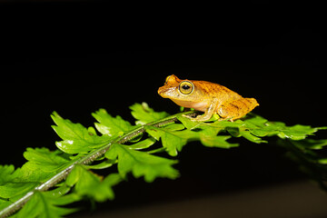 Pristimantis caryophyllaceus is sometimes known as the La Loma robber frog