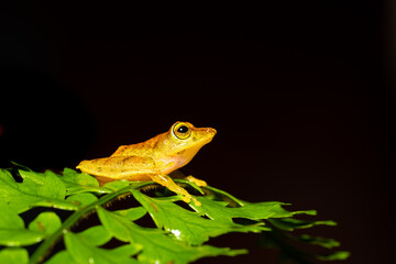 Pristimantis caryophyllaceus is sometimes known as the La Loma robber frog