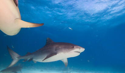 Fototapeta premium Tiger shark in crystal clear sea water.
