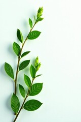 Fototapeta premium Sprigs of lush green foliage on a clean white background, botanicals, white background, branches