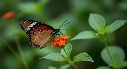 Obraz premium Monarch Butterfly Feeding on Orange Flowers