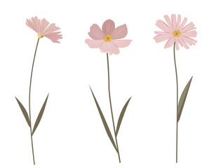 Delicate wild flowers. Gentle pink flowers with shining golden centers. Meadow botanical set for wedding, birthday card.