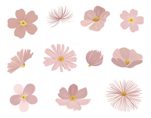 Gentle pink flowers with golden centers. Delicate pastel colored flower heads. Meadow botanical elements. © Hanna ArtLab